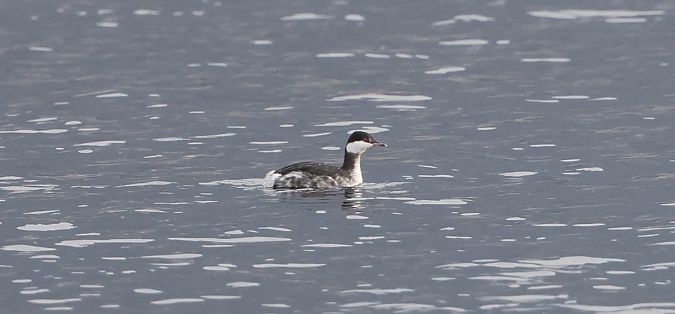 Grèbe esclavon  - Jiri Vratny