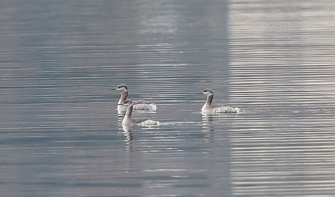 Grèbe jougris  - Jiri Vratny