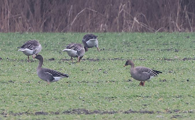 Oie de la toundra  - Jiri Vratny