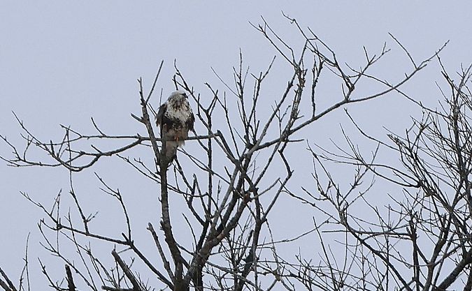 Buse pattue  - Jiri Vratny