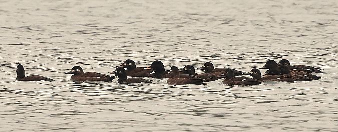 Macreuse brune  - Jiri Vratny