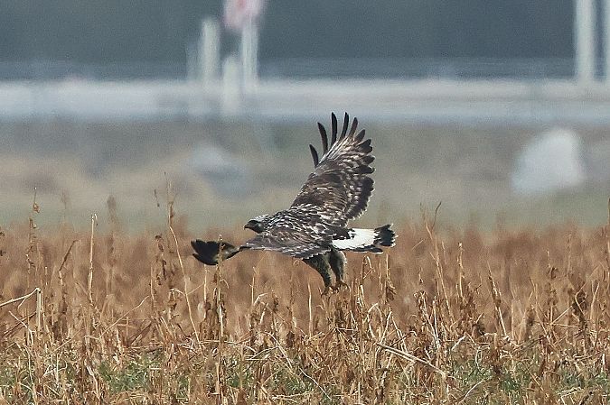 Buse pattue  - Jiri Vratny