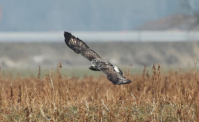 Buse pattue  - Jiri Vratny