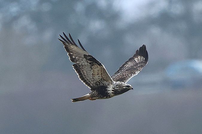 Raufußbussard  - Jiri Vratny