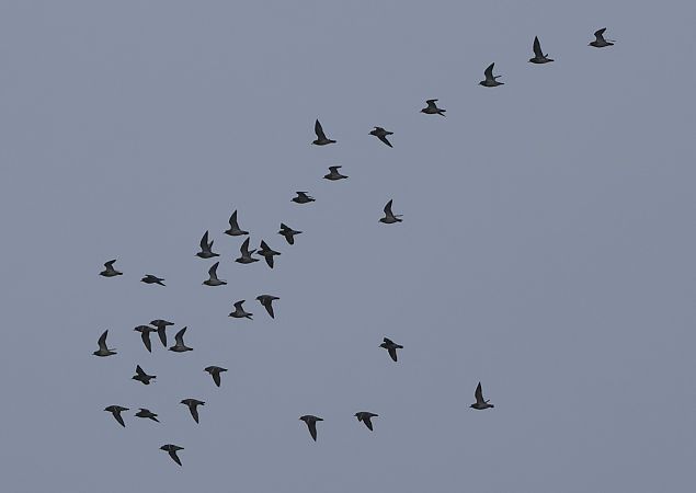 Pluvier doré  - Jiri Vratny