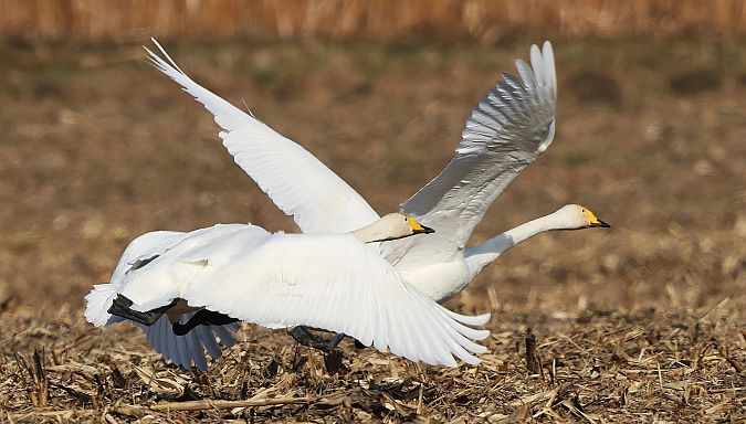 Cygne chanteur  - Jiri Vratny