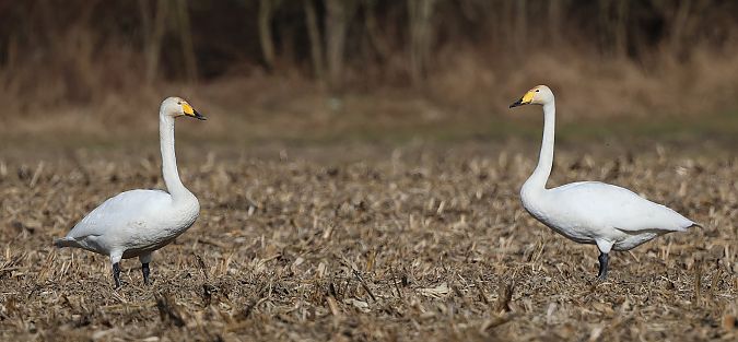 Cygne chanteur  - Jiri Vratny