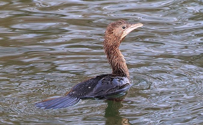 Cormoran pygmée  - Jiri Vratny
