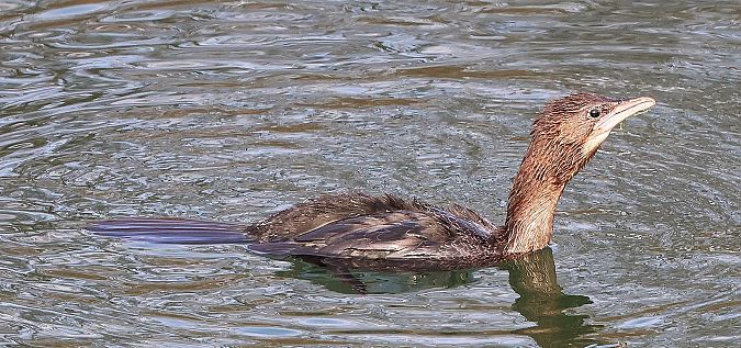 Cormoran pygmée  - Jiri Vratny