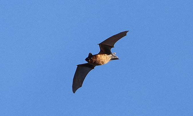 Oiseau indéterminé  - Jiri Vratny