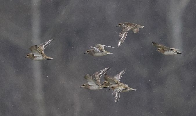 Pluvier doré  - Jiri Vratny