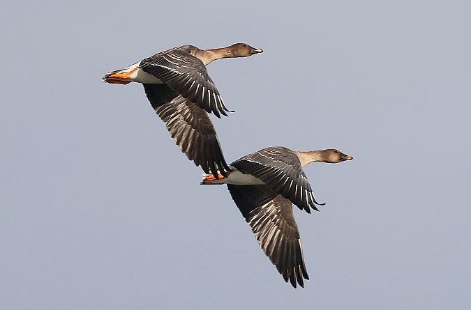 Oie de la toundra  - Jiri Vratny