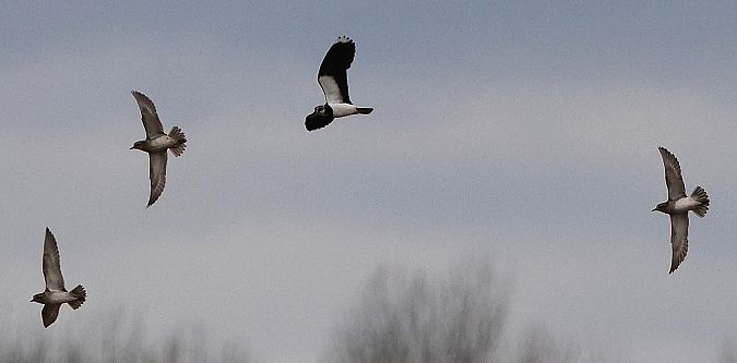 Pluvier doré  - Jiri Vratny