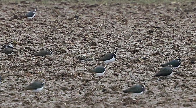 Pluvier doré  - Jiri Vratny