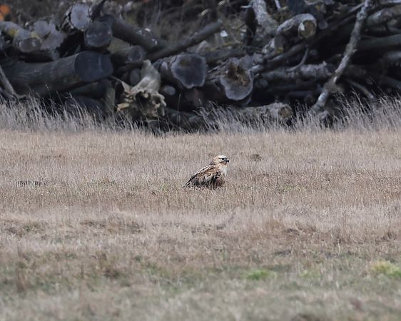 Buse féroce  - Anita Zaabi