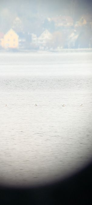 Grèbe esclavon  - Johannes Jäger