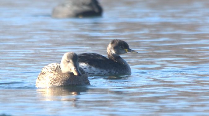 Grèbe jougris  - Johannes Jäger
