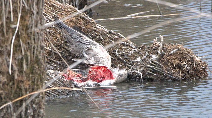 Oiseau indéterminé  - Johannes Jäger