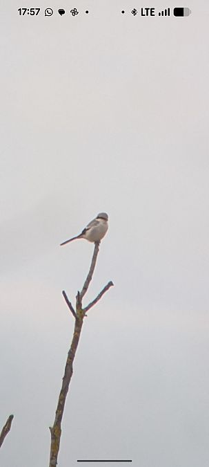 Pie-grièche grise  - Johannes Jäger