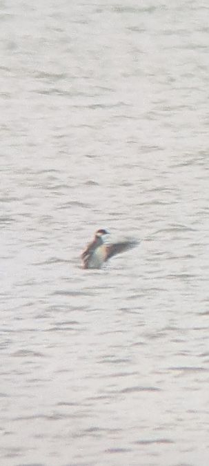 Harle piette  - Johannes Jäger