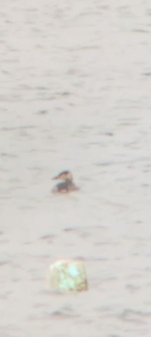 Grèbe jougris  - Johannes Jäger