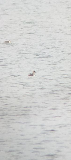 Grèbe esclavon  - Johannes Jäger