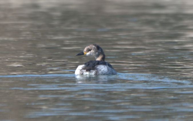 Grèbe jougris  - Johannes Jäger