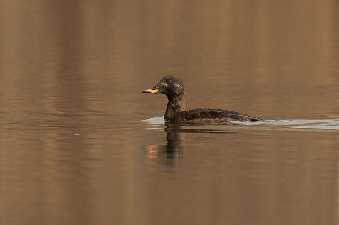 Macreuse brune  - Andreas Tiefenbach