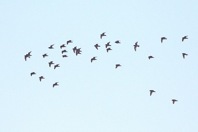 Pluvier doré  - Werner Petutschnig