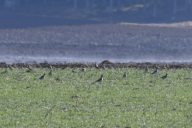Pluvier doré  - Anonyme