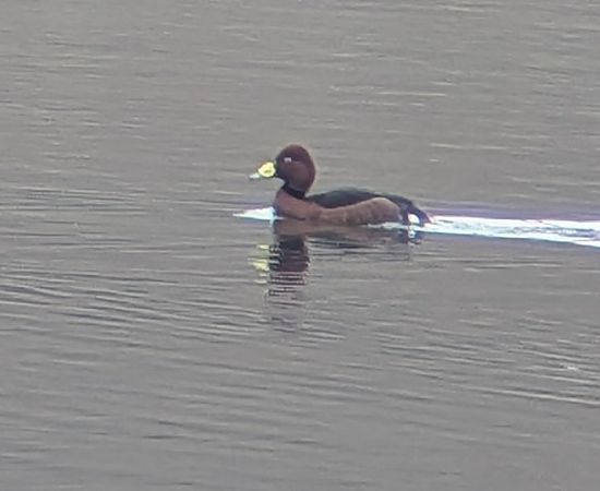 Fuligule nyroca  - Finn Seeger