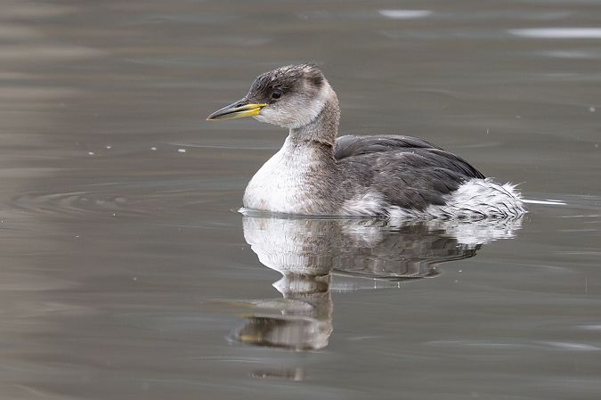 Grèbe jougris  - Holger Köhler