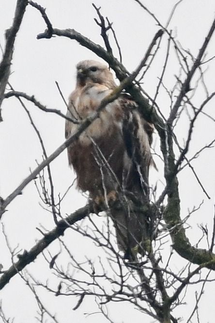 Buse féroce  - Holger Köhler