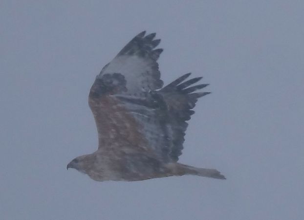 Buse féroce  - Helmut Schaffer