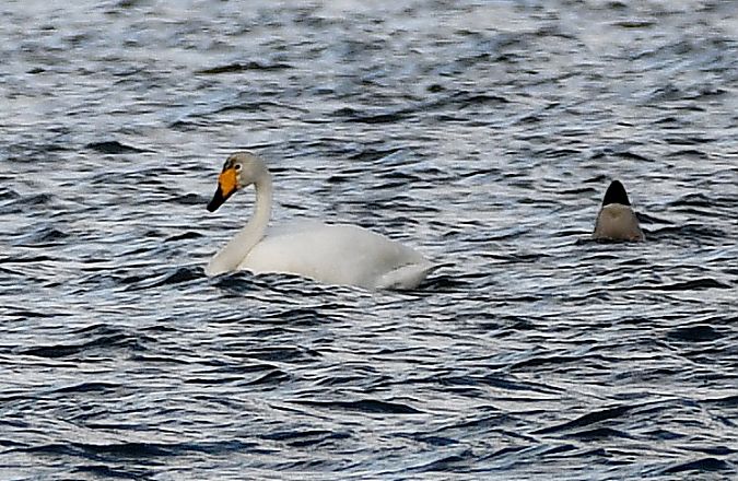 Cygne chanteur  - Gundi Huber
