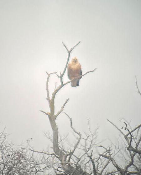 Buse féroce  - Jürgen Schlagbauer