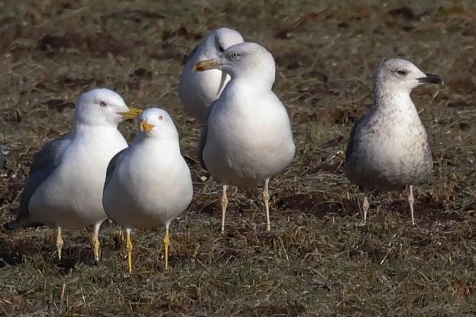 Goéland argenté  - Klaus Laimer