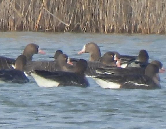 Oie naine  - Benjamin Hofmann