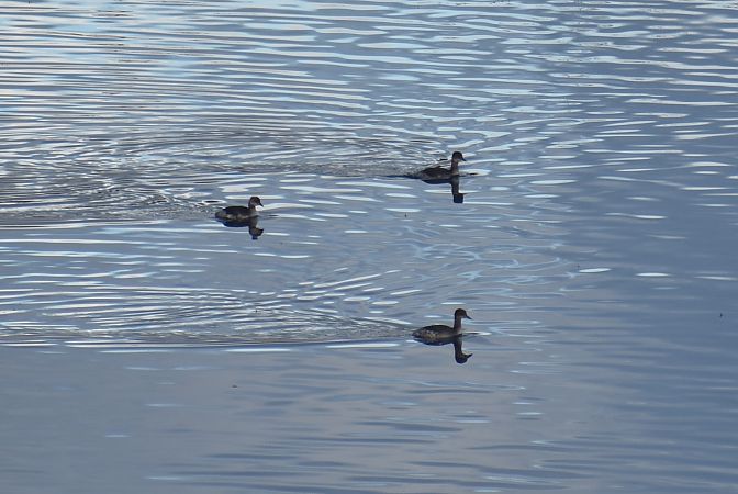 Grèbe jougris  - Fabian Gallhammer