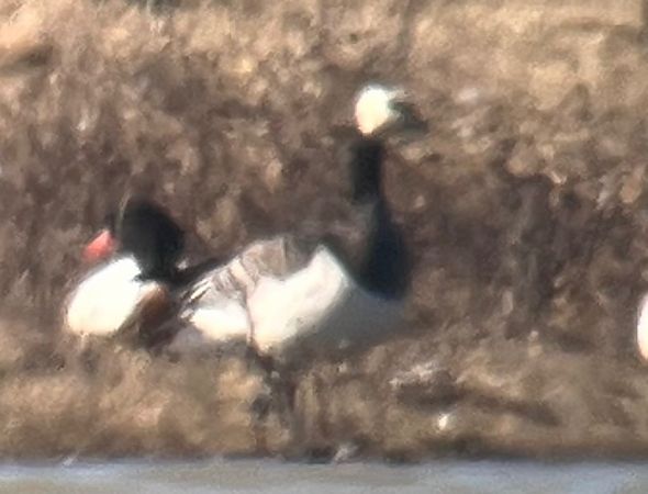 Bernache nonnette  - Oliver Kail