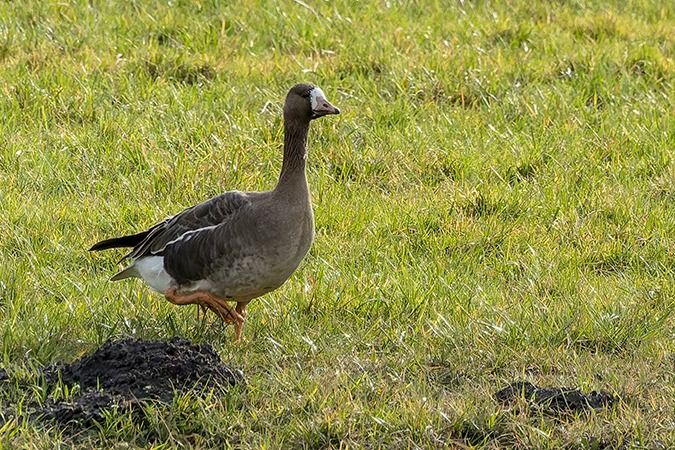 Oie rieuse  - Werner Manfred Türtscher