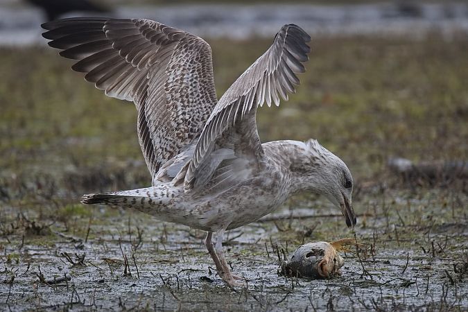 Goéland argenté  - Wolfgang Schweighofer