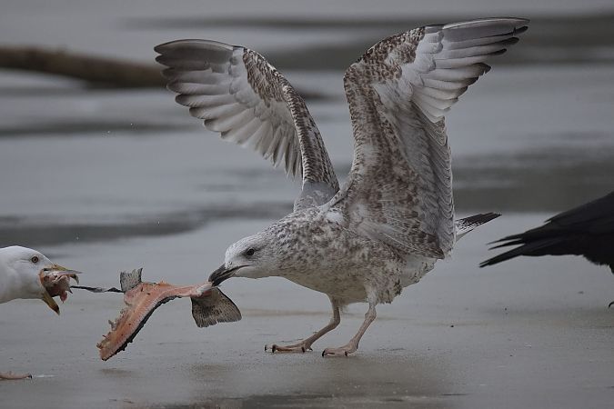 Goéland argenté  - Wolfgang Schweighofer