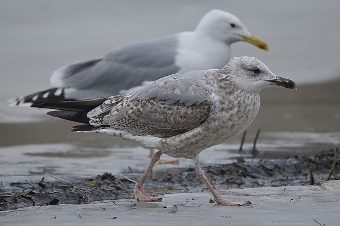 Goéland hybride indéterminé  - Wolfgang Schweighofer