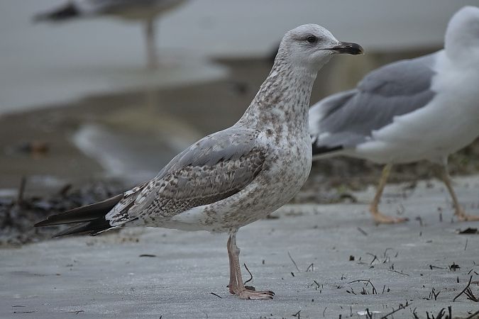 Goéland hybride indéterminé  - Wolfgang Schweighofer