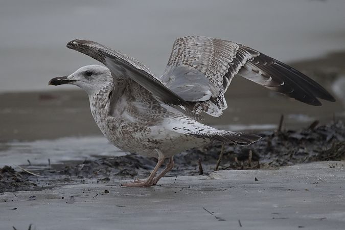 Goéland hybride indéterminé  - Wolfgang Schweighofer