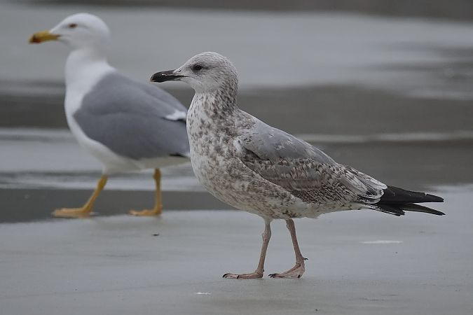 Goéland hybride indéterminé  - Wolfgang Schweighofer