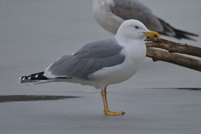 Goéland hybride indéterminé  - Wolfgang Schweighofer