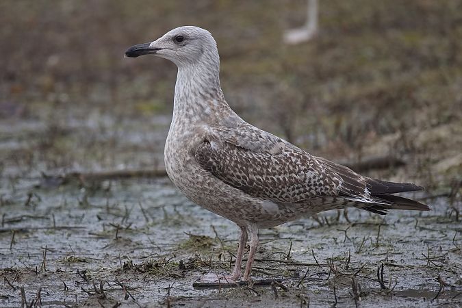 Goéland argenté  - Wolfgang Schweighofer