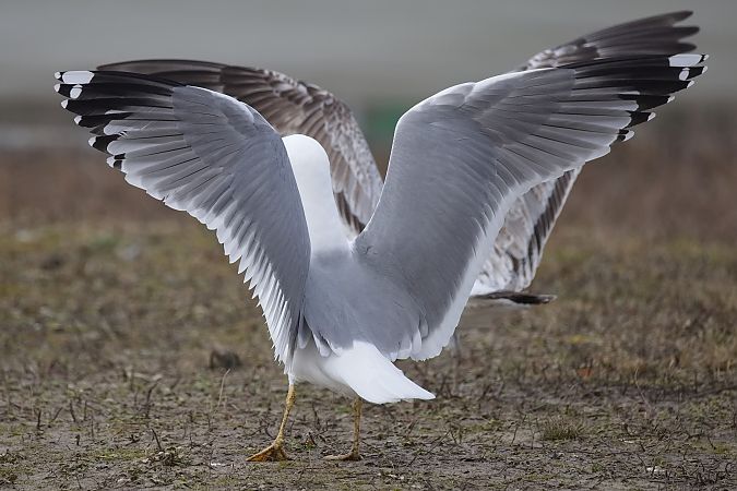 Goéland hybride indéterminé  - Wolfgang Schweighofer